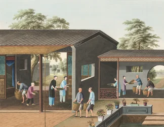 Production de thé, c. 1820