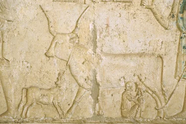 Égypte ancienne, Sculpture murale, Tombe de Petosiris, Tuna el Gebel, 300 av. J.-C., Traite d