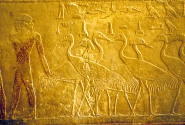 Égypte ancienne, Sculpture/peinture murale, Mastaba/Tombeau de Ti, Saqqara, 5e dynastie, Un fermier menant des grues apprivoisées