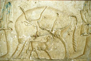 Égypte ancienne, sculpture/peinture murale, tombe de Petosiris, Tuna Gabel, Tuna el Gebel, 300 av. J.-C., Un veau essayant de téter