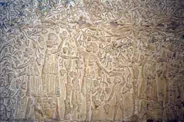 Égypte ancienne, sculpture/peinture murale, tombe de Petosiris, Tuna el Gebel, 300 av. J.-C., cueillette de raisins pour la vinification