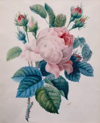 Une rose