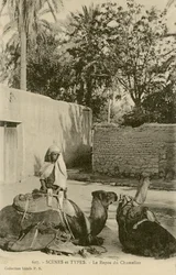 Le Repos du Chamelier, c.1890-1914 (photo n/b)