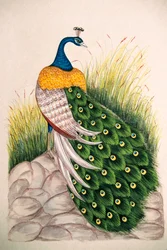 Peinture miniature sur soie : paon