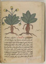Or 3366 f.144v Les mandragores mâle et femelle, du « Kitab Disquridis » de Pedanius Dioscorides, en 735