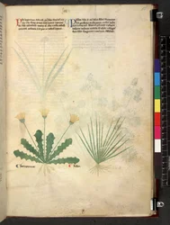 Tractatus de herbis (Herbier) vers 1280-1310