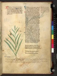 Tractatus de herbis (Herbier) vers 1280-1310