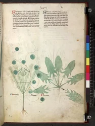Tractatus de herbis (Herbier) vers 1280-1310