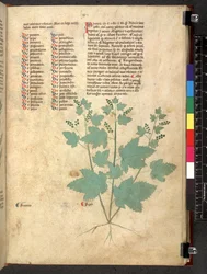 Egerton 747 Tractatus de herbis (Herbier) vers 1280-1310