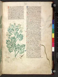 Egerton 747 Tractatus de herbis (Herbier) c.1280-1310