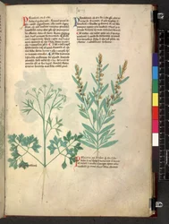 Egerton 747 Tractatus de herbis (Herbier) c.1280-1310