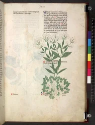 Tractatus de herbis (Herbier) c.1280-1310