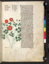 Egerton 747 Tractatus de herbis (Herbier) c.1280-1310