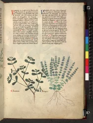 Egerton 747 Tractatus de herbis (Herbier) c.1280-1310