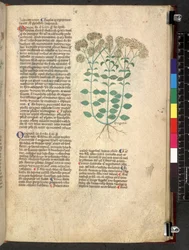 Egerton 747 Tractatus de herbis (Herbier) c.1280-1310
