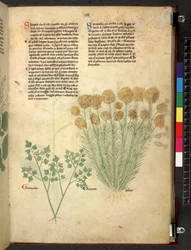 Tractatus de herbis (Herbier) vers 1280-1310