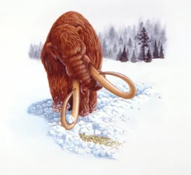 Mammouth cherchant de la nourriture dans la neige, période Pliocène/Pleistocène