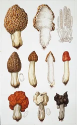 Champignons