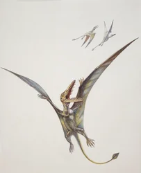 Rhamphorhynchoïde, période Jurassique