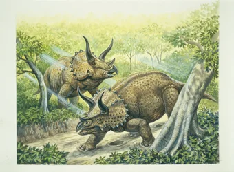 Triceratops horridus, période Crétacé