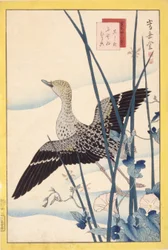 Canard sauvage