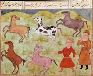 Art islamique : un seigneur et son jeune paysan capturent des chevaux sauvages au lasso. Miniature persane tirée d