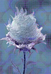 Benoîte commune4, 2019