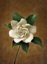 Gardenia, 2015 (planche à gratter, colorisée numériquement)