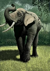 Le Livre de la jungle, 2006 (planche à gratter, colorisée numériquement)