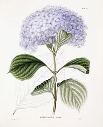 Hortensia Ottaksa, vers 1835-70