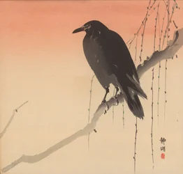 Corbeau noir sur une branche de saule