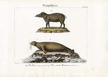 Tapir et morse arctique