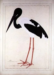 Cigogne à cou noir, Xenorhynchus asiaticus, peinte pour Lady Impey à Calcutta