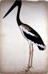 Cigogne à cou noir, Xenorhynchus asiaticus, peinte pour Lady Impey à Calcutta, vers 1780