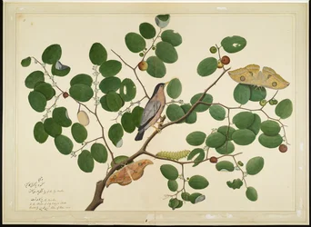 Étourneau brahmane avec deux papillons Antheraea, chenille et cocon sur un arbre jujube indien, folio d