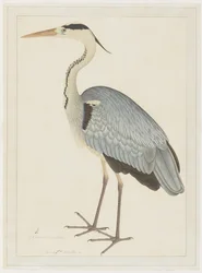 Héron cendré, folio d
