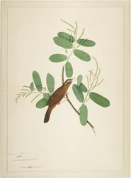 Hwamei sur une branche de Terminalia, folio d