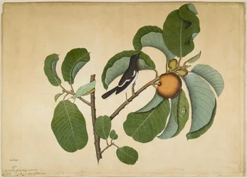 Pie orientale avec katydid et sauterelle sur une branche de Monkey Jack, folio d