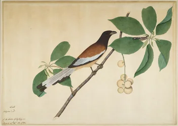 Pie rousse et chenille sur une branche, folio d