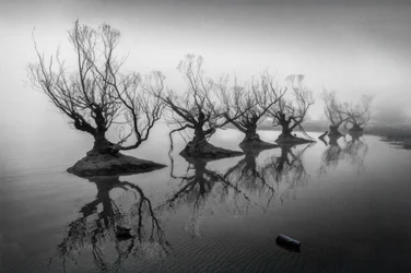 Des arbres dénudés dans le brouillard
