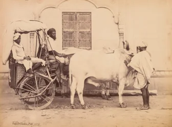 Chariot à bœufs, Delhi