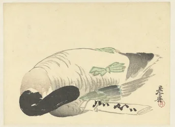 Canard mort à côté d