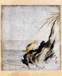 Grenouille dans un étang