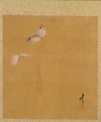 Papillons de nuit