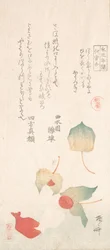 Cerises d