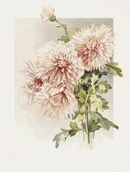 Chrysanthèmes