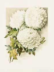 Des chrysanthèmes pour le réveillon de Noël