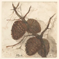 Pommes de pin sur une branche