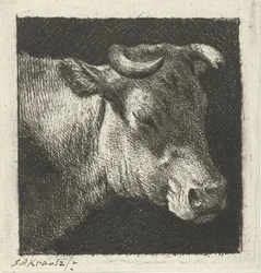 Tête de vache vers la droite