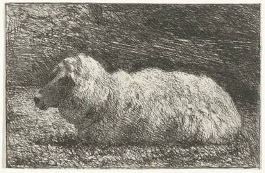 Mouton couché